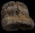 Edmontosaurus (Hadrosaur) Caudal Vertebrae - Montana #10756-4